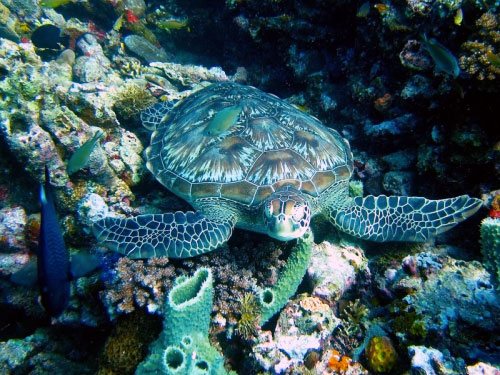 Andy’s Reef, Gili Trawangan