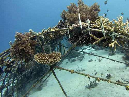 Biorock Reef, Gili Trawangan
