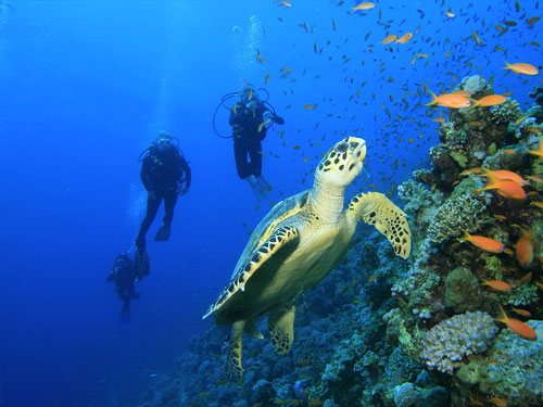 Halik Reef, Gili Trawangan