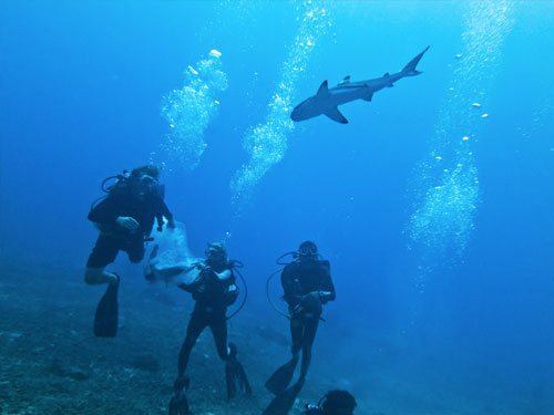 Shark Point, Gili Trawangan