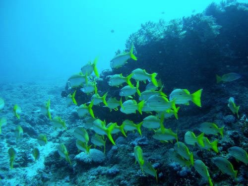 Sunset Reef, Gili Trawangan