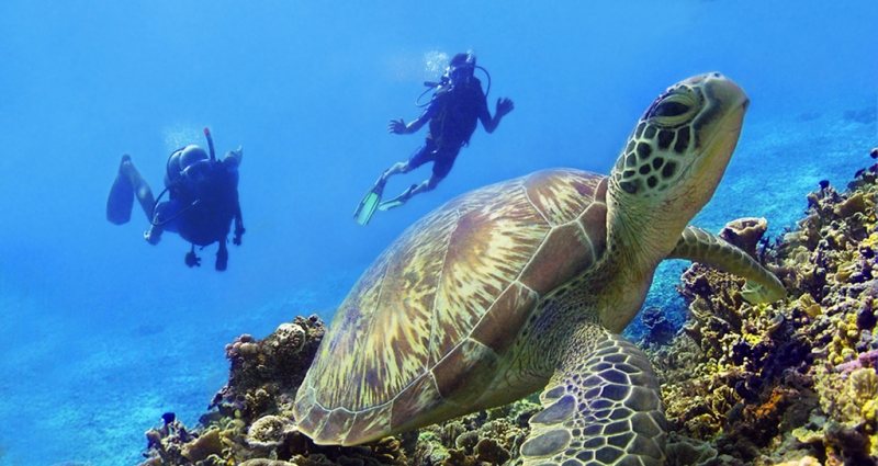 Plongée aux îles Gili : récifs, tortues et requins