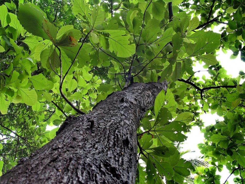 Le teck, bois noble des maisons indonésiennes