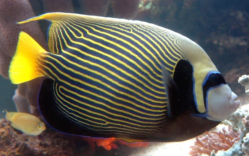 Le poisson-ange empereur, star des récifs des îles Gili