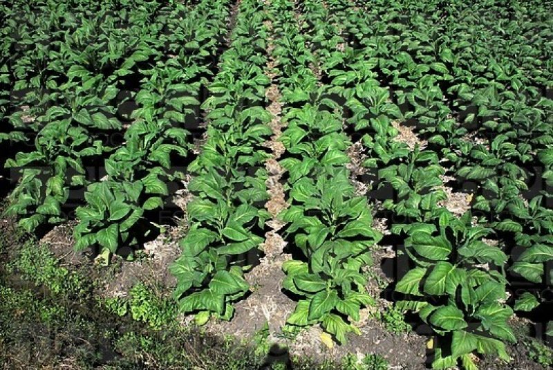 La feuille d'or de Lombok : au pays du tabac