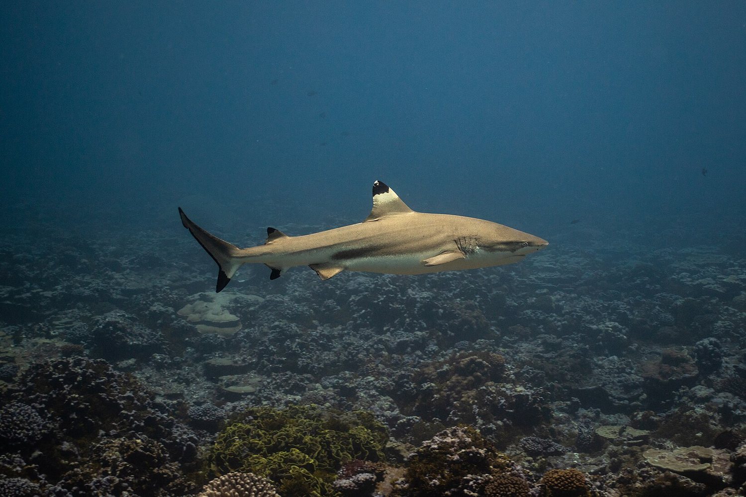Le requin à pointes noires, gardien paisible des îles Gili