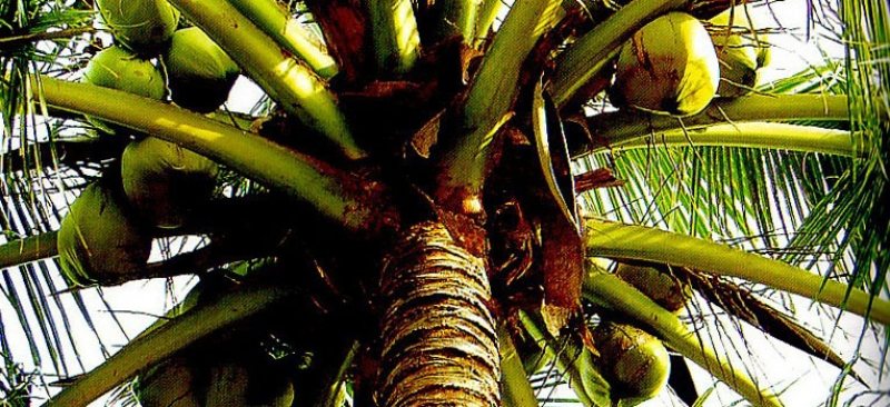 Le cocotier, l'arbre de vie de l'Indonésie